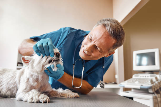 Best Same-Day Emergency Dental Services in Philadelphia, MS